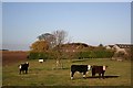 Skirbeck House Farm