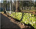 Mossy wall and ditch