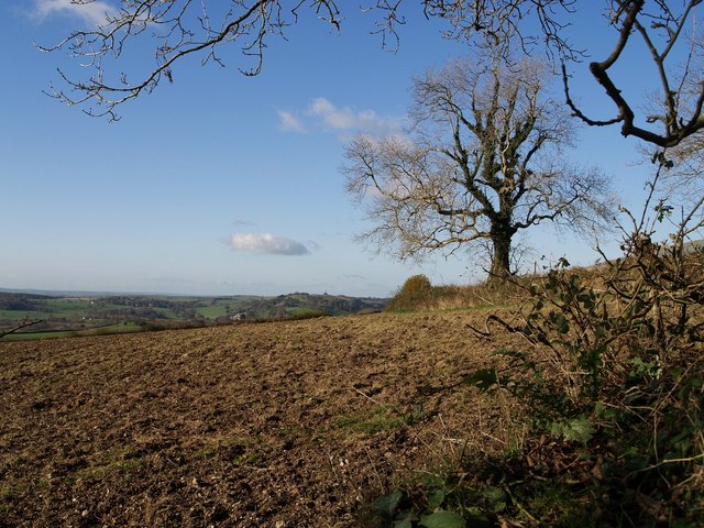 Tree and field above Aller Cross