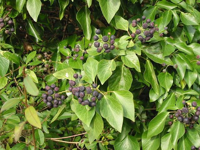 Ivy berries in a lay-by