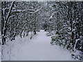 Murdostoun  woods in winter