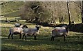 Sheep near Brayley Bridge