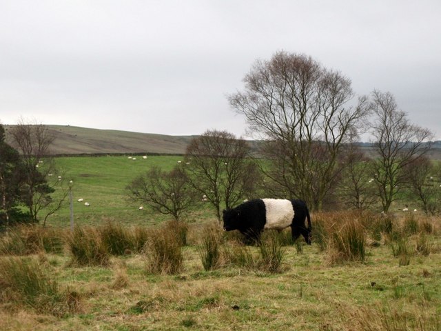 Belted Galloway in pastures near Langley