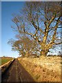 The road from Rothley Mill