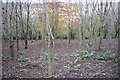 Young trees on Western edge of Chaddle Wood