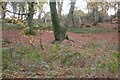 Mature trees in Chaddle Wood