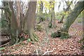 Ancient hedgebank in Chaddlewood