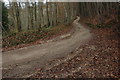 Woodland track through Witcombe Wood