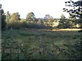 Old pasture land at Warren Lane