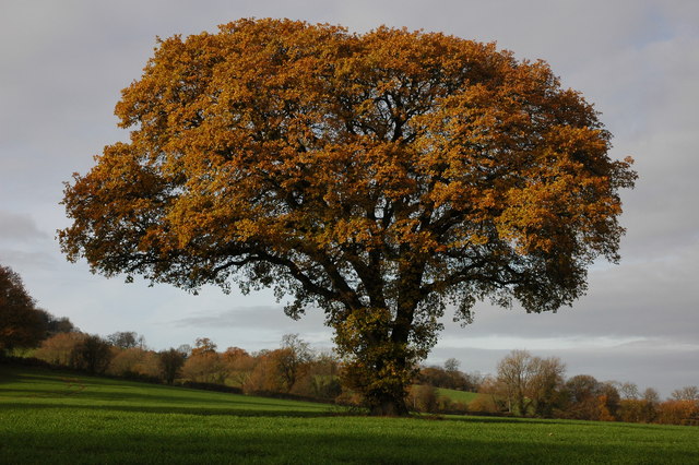 Oak tree at Great Witcombe © Philip Halling cc-by-sa/2.0 :: Geograph ...