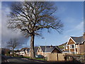 Hedgerow trees by new housing