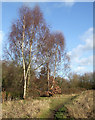 Autumn, Smestow Valley Nature Reserve, Wolverhampton