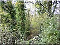 Copse near Hay Place