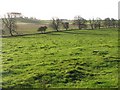 NY9969 : Pastures near Little Whittington (2) by Mike Quinn