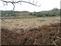 Bog near Tyddyn-du