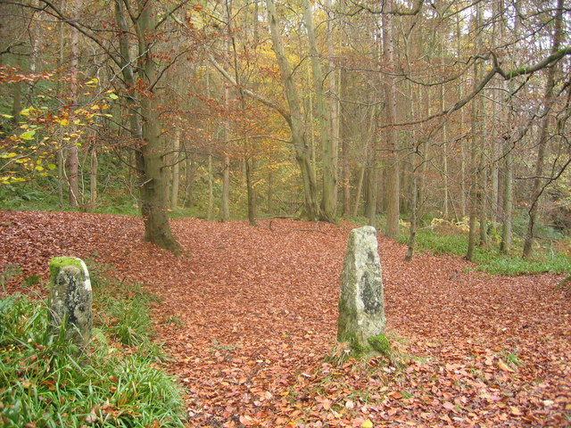 Dipton Woods in autumn