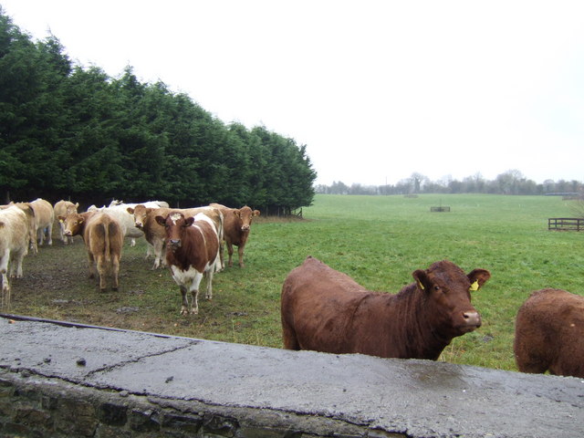 Curious cattle