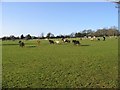 Field of mainly Shetland ponies near Martin Mill