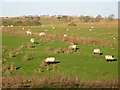 NY9981 : Pastures northeast of Great Bavington by Mike Quinn