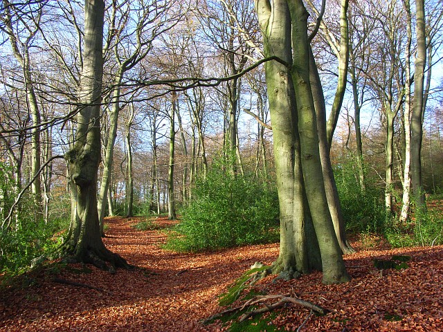 Lambridge Wood © Andrew Smith cc-by-sa/2.0 :: Geograph Britain and Ireland