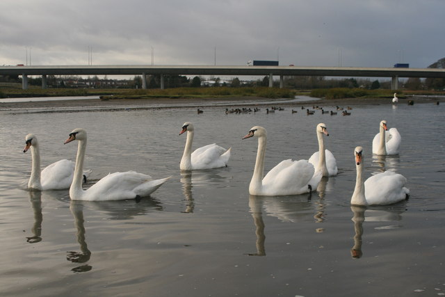 Trucks, ducks and swans all on the move!