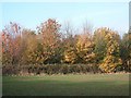 Trees bordering the A303 at South Petherton roundabout