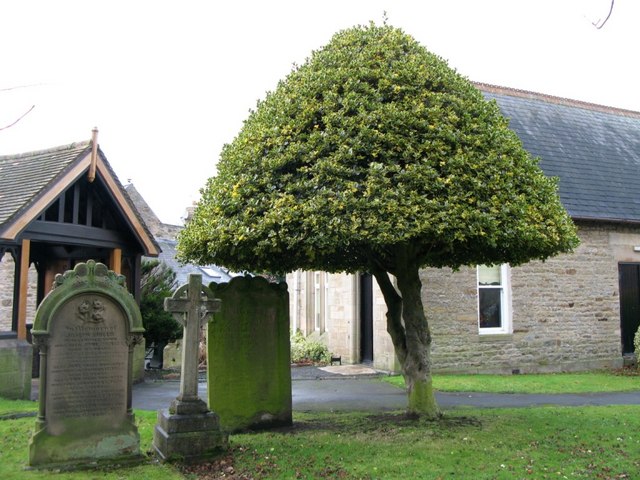 Holly topiary in St Cuthbert's churchyard