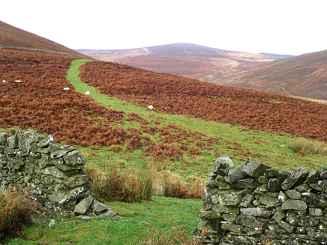 Bracken covered hills in Ettrick Forest © Walter Baxter cc-by-sa/2.0 ...