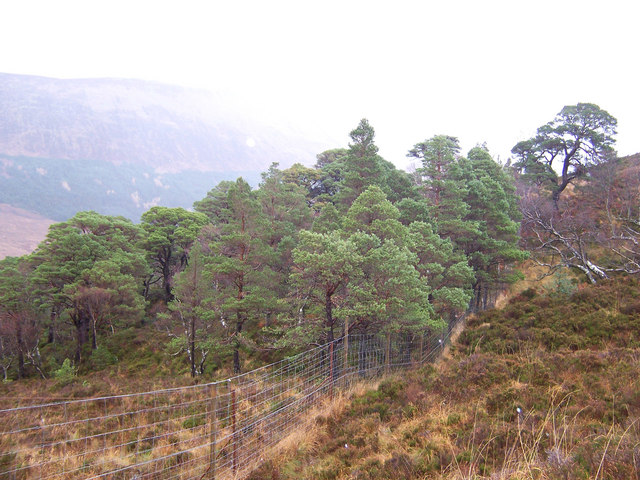 The deer-fence at the top edge of the Coille Phuiteachain