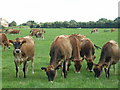 TQ8756 : Jersey cows by Richard Gibbard
