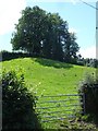 Pasture near Cwm Golau