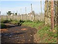 Hop field from Pedding Lane