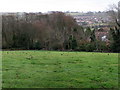 Pasture and woodland at The Leazes