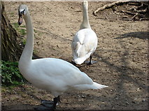 TL8642 : 2 Swans at Brundon by Oxyman
