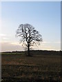 Oak Tree and Morning Sun.