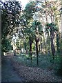 Bournemouth: palms in Horseshoe Common