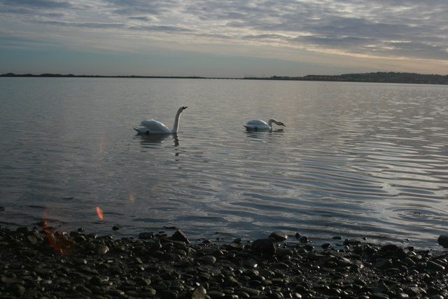 Swans at Broadmeadow Estuary, Co. Dublin.