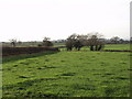 Dairy cow grazings at Nil Green Farm