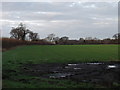 Old midden site and winter barley