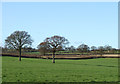 Pasture near Harley, Shropshire