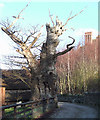 The Lodge Oak, Frodesley, Shropshire