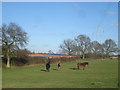 Ponies near Heriots Farm