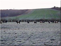 SU0725 : Belted Galloway Cattle by Maigheach-gheal