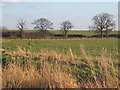 Field near Burstall