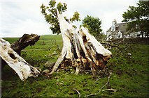 NX6490 : Dead tree at Culmark by Graham Horn