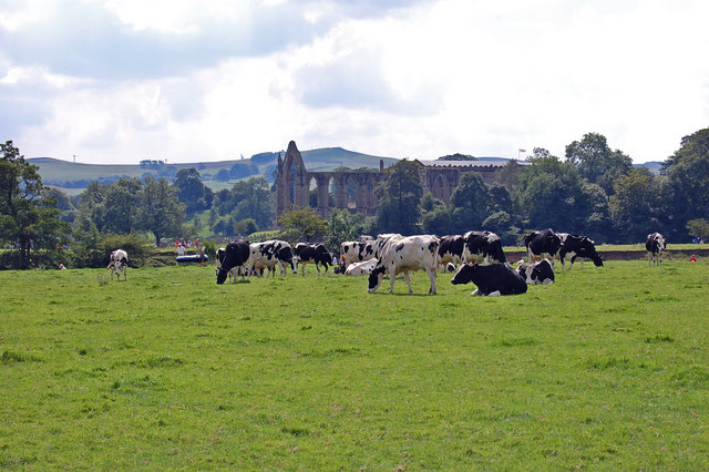 Bolton Abbey through a field of cows
