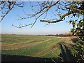 Fields to the N of Haynes Farm