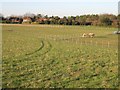 Paddocks near Mill Lane