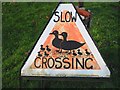 Ducks crossing