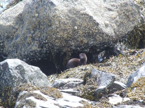 Otter in Loch Spelve